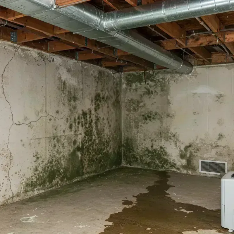 Professional Mold Removal in Lane County, KS